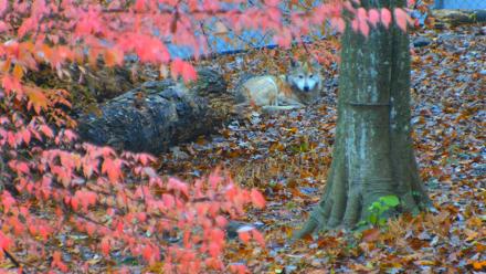 Red Wolves Live Webcam at the Wolf Conservation Center - Nov 10, 2025, 9:22am EST