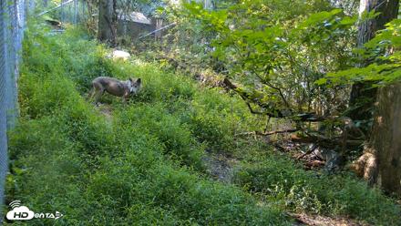 Red Wolves Live Webcam at the Wolf Conservation Center - Aug 7, 2026, 9:22am EDT
