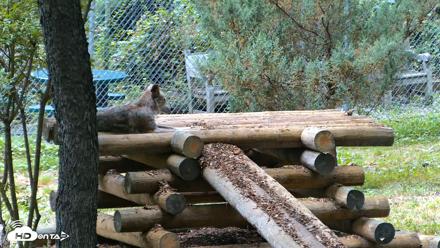 Red Wolves Live Webcam at the Wolf Conservation Center - Aug 2, 2026, 2:07pm EDT