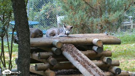 Red Wolves Live Webcam at the Wolf Conservation Center - Aug 2, 2026, 7:58am EDT