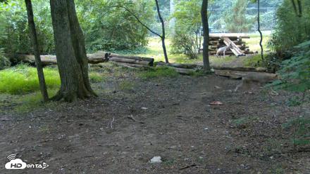 Red Wolves Live Webcam at the Wolf Conservation Center - Jul 28, 2026, 9:43am EDT