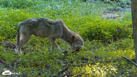 Red Wolves Live Webcam at the Wolf Conservation Center - Jun 17, 2026, 7:20pm EDT