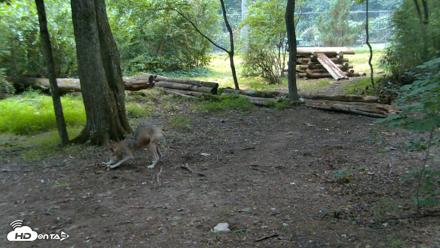 Red Wolves Live Webcam at the Wolf Conservation Center - Jul 28, 2026, 9:39am EDT