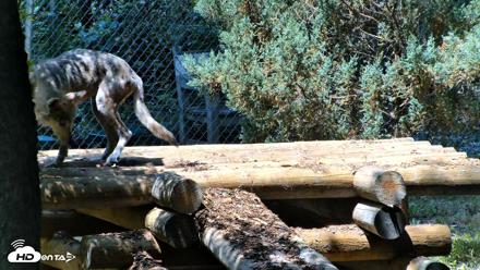Red Wolves Live Webcam at the Wolf Conservation Center - Jul 27, 2026, 12:45pm EDT