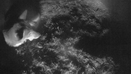 Red Wolves Live Webcam at the Wolf Conservation Center - Oct 9, 2025, 4:49pm EDT