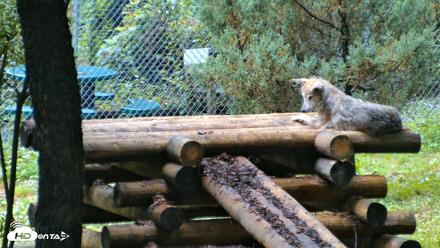 Red Wolves Live Webcam at the Wolf Conservation Center - Aug 6, 2026, 8:58am EDT