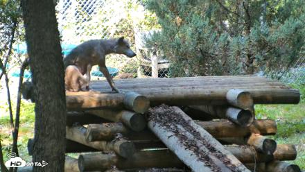 Red Wolves Live Webcam at the Wolf Conservation Center - Aug 5, 2026, 10:32am EDT
