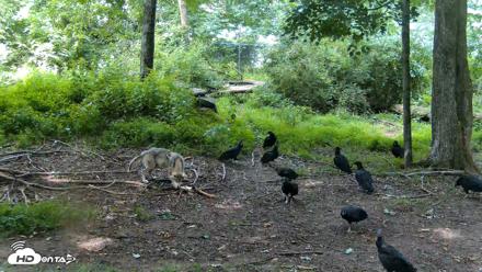 Red Wolves Live Webcam at the Wolf Conservation Center - Jun 19, 2026, 10:44am EDT