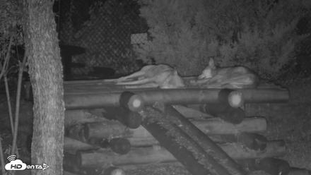 Red Wolves Live Webcam at the Wolf Conservation Center - Aug 8, 2026, 1:24am EDT