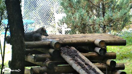 Red Wolves Live Webcam at the Wolf Conservation Center - Aug 6, 2026, 10:51am EDT