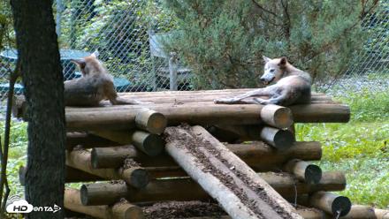 Red Wolves Live Webcam at the Wolf Conservation Center - Aug 11, 2026, 6:43pm EDT
