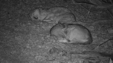 Red Wolves Live Webcam at the Wolf Conservation Center - Dec 5, 2025, 7:59pm EST