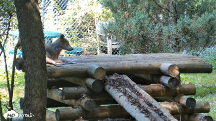 Red Wolves Live Webcam at the Wolf Conservation Center - Aug 5, 2026, 10:29am EDT