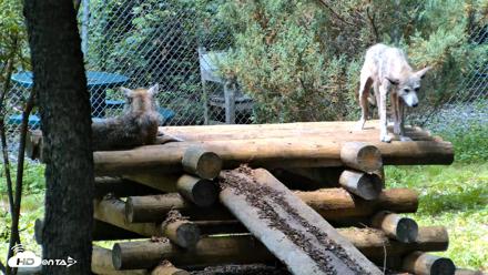 Red Wolves Live Webcam at the Wolf Conservation Center - Aug 10, 2026, 12:30pm EDT
