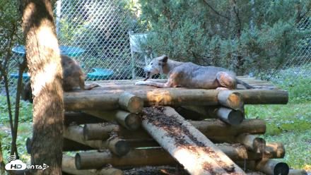 Red Wolves Live Webcam at the Wolf Conservation Center - Aug 7, 2026, 9:59am EDT