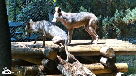 Red Wolves Live Webcam at the Wolf Conservation Center - Jul 27, 2026, 1:18pm EDT