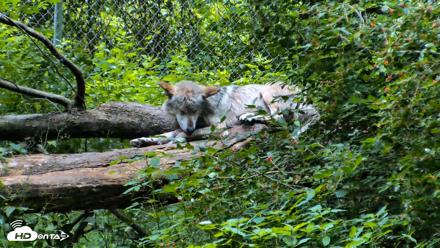 Red Wolves Live Webcam at the Wolf Conservation Center - Jun 18, 2026, 1:08pm EDT