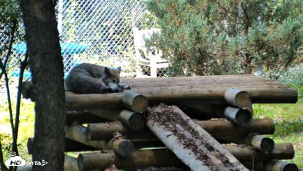 Red Wolves Live Webcam at the Wolf Conservation Center - Aug 5, 2026, 10:45am EDT