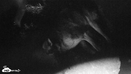 Red Wolves Live Webcam at the Wolf Conservation Center - Jul 29, 2026, 12:57pm EDT
