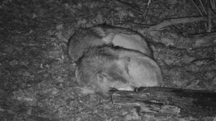 Red Wolves Live Webcam at the Wolf Conservation Center - Nov 30, 2025, 8:30pm EST
