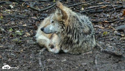 Red Wolves Live Webcam at the Wolf Conservation Center - Apr 26, 2026, 8:03am EDT