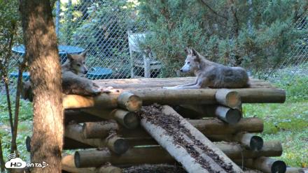 Red Wolves Live Webcam at the Wolf Conservation Center - Aug 7, 2026, 9:42am EDT