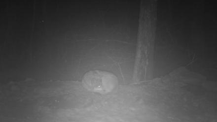 Red Wolves Live Webcam at the Wolf Conservation Center - Mar 7, 2026, 6:29pm EST