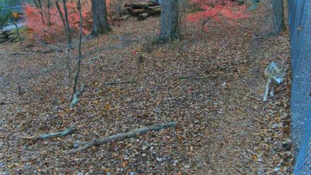 Red Wolves Live Webcam at the Wolf Conservation Center - Nov 14, 2025, 2:06pm EST