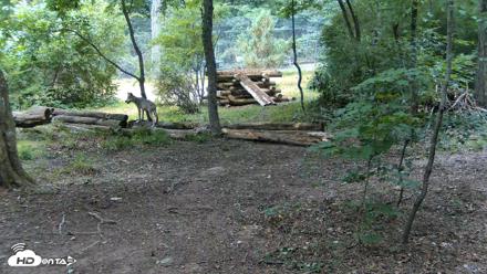 Red Wolves Live Webcam at the Wolf Conservation Center - Jul 17, 2026, 11:26am EDT