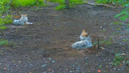Red Wolves Live Webcam at the Wolf Conservation Center - Jul 10, 2025, 8:03am EDT