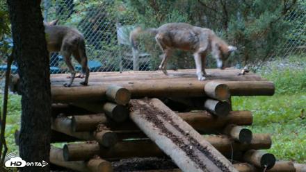 Red Wolves Live Webcam at the Wolf Conservation Center - Aug 12, 2026, 6:19am EDT