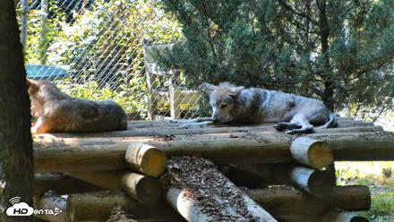 Red Wolves Live Webcam at the Wolf Conservation Center - Jul 27, 2026, 3:39pm EDT