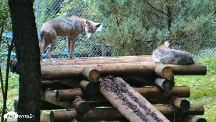 Red Wolves Live Webcam at the Wolf Conservation Center - Aug 6, 2026, 8:43am EDT