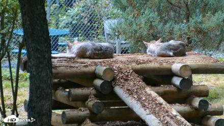 Red Wolves Live Webcam at the Wolf Conservation Center - Jul 21, 2026, 8:52am EDT