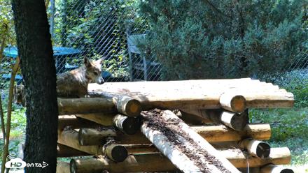 Red Wolves Live Webcam at the Wolf Conservation Center - Aug 6, 2026, 1:55pm EDT