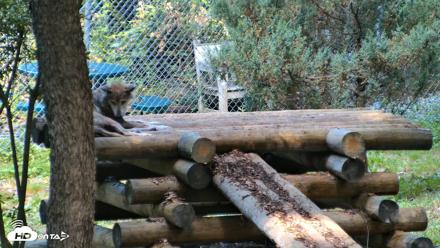 Red Wolves Live Webcam at the Wolf Conservation Center - Aug 5, 2026, 10:23am EDT