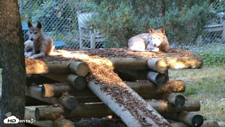 Red Wolves Live Webcam at the Wolf Conservation Center - Jul 20, 2026, 8:30am EDT