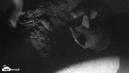 Red Wolves Live Webcam at the Wolf Conservation Center - Jul 30, 2026, 12:38pm EDT