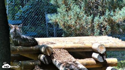 Red Wolves Live Webcam at the Wolf Conservation Center - Jul 27, 2026, 12:56pm EDT