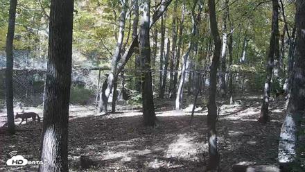 Red Wolves Live Webcam at the Wolf Conservation Center - Oct 26, 2026, 1:11pm EDT