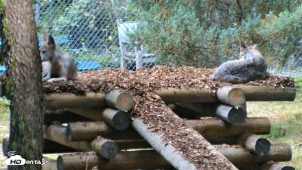Red Wolves Live Webcam at the Wolf Conservation Center - Jul 17, 2026, 8:58am EDT