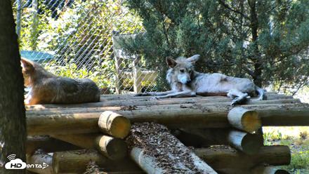 Red Wolves Live Webcam at the Wolf Conservation Center - Jul 27, 2026, 3:38pm EDT