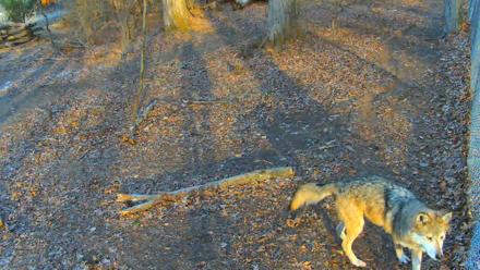 Red Wolves Live Webcam at the Wolf Conservation Center - Dec 7, 2025, 8:41am EST