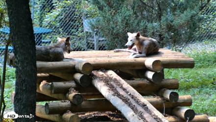 Red Wolves Live Webcam at the Wolf Conservation Center - Aug 11, 2026, 2:53pm EDT