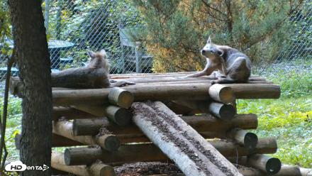 Red Wolves Live Webcam at the Wolf Conservation Center - Aug 12, 2026, 5:52pm EDT