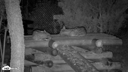 Red Wolves Live Webcam at the Wolf Conservation Center - Aug 7, 2026, 1:00am EDT