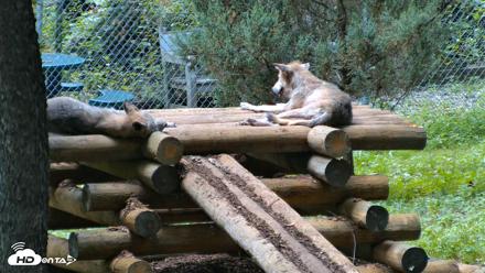 Red Wolves Live Webcam at the Wolf Conservation Center - Aug 14, 2026, 3:51pm EDT