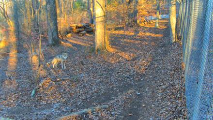 Red Wolves Live Webcam at the Wolf Conservation Center - Nov 18, 2025, 7:56am EST