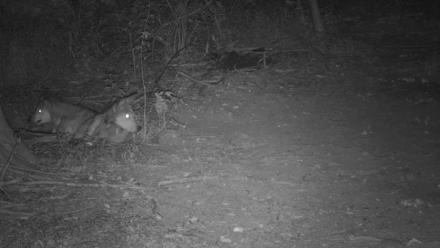 Red Wolves Live Webcam at the Wolf Conservation Center - Jul 17, 2025, 11:35pm EDT
