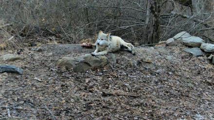 Red Wolves Live Webcam at the Wolf Conservation Center - Mar 13, 2026, 4:10pm EDT